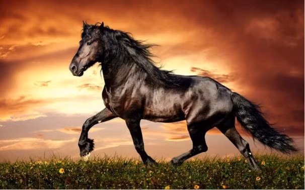 Người tuổi Ngọ được nhận xét là chăm chỉ, kiên cường và mạnh mẽ. Ngoài ra, họ cũng có năng khiếu trong việc kinh doanh và đầu tư làm ăn. Cuối tháng 10 chính là lúc để bản mệnh mở rộng quy mô và tầm nhìn. Họ cần nắm bắt những sợi dây kết nối với đối tác để phát triển cơ nghiệp. Những mối quan hệ quan này sẽ tạo tiềm năng để gia tăng tài sản cá nhân.