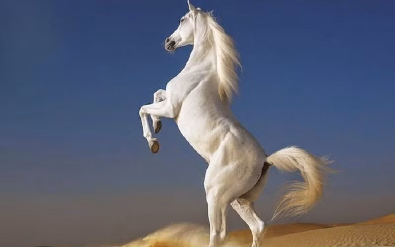  Những tháng cuối năm 2024 và bước sang cả năm 2025, với sự phù trợ của Thần tài và quý nhân, mọi chuyện tài chính của họ sẽ trở nên thuận buồm xuôi gió, những nỗ lực của họ sẽ được đền đáp xứng đáng. Hãy chuẩn bị tinh thần để đón nhận một năm của sự bội thu, với khả năng là họ sẽ bất ngờ chạm tay vào những cơ hội phát triển kinh tế không ngờ tới. 