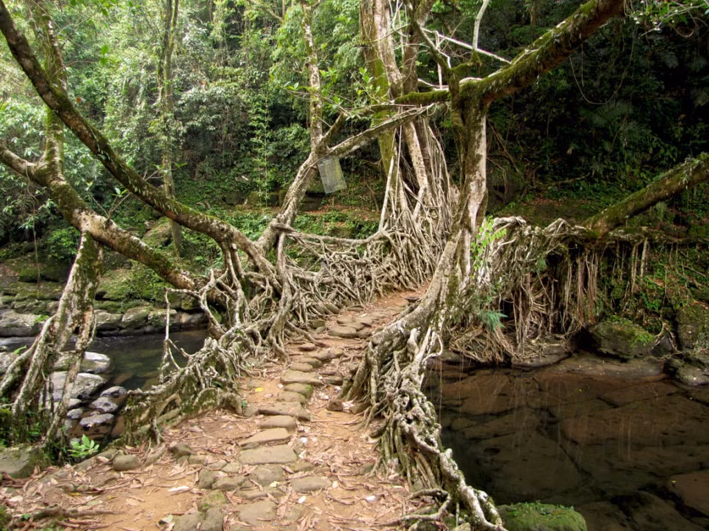 Giai ma bat ngo ve su hinh thanh cua nhung cay cau 'song'-Hinh-3
