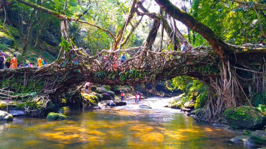 Giai ma bat ngo ve su hinh thanh cua nhung cay cau 'song'