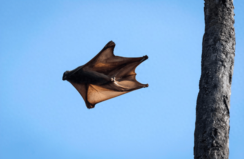 Khỉ bay: Sinh vật bí ẩn có thể bay mà không có cánh Khi bay: Sinh vat bi an co the bay ma khong co canh