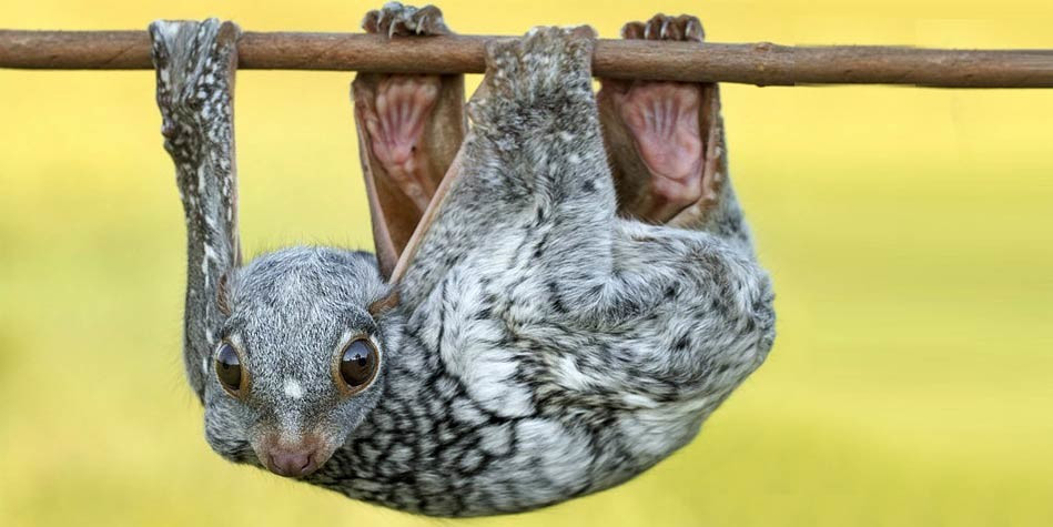 Khỉ bay: Sinh vật bí ẩn có thể bay mà không có cánh - Hình 4 Khi bay: Sinh vat bi an co the bay ma khong co canh-Hinh-4