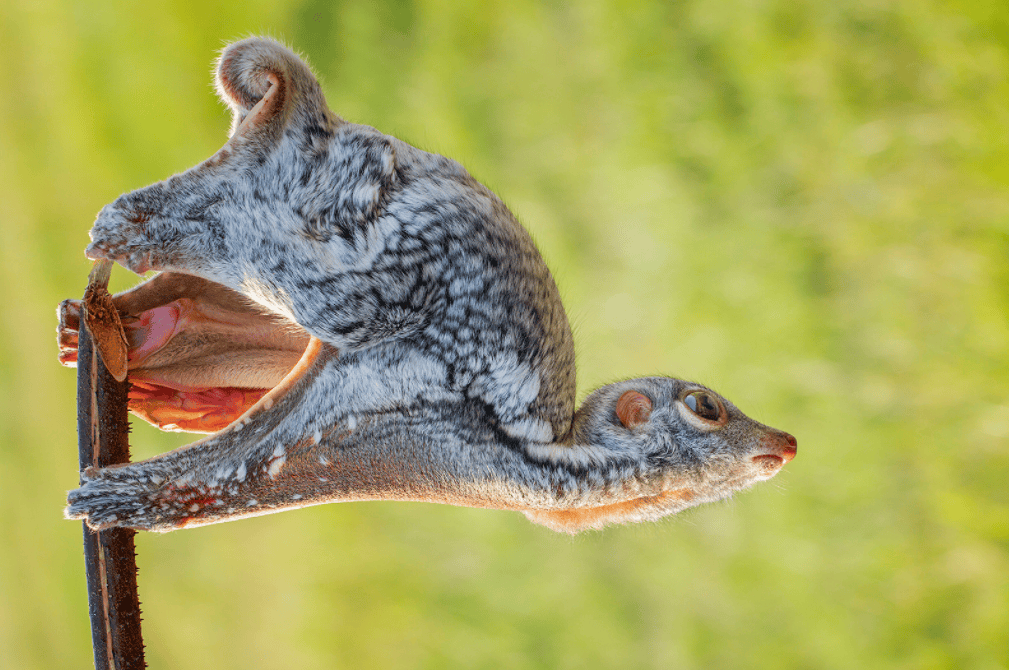 Khỉ bay: Sinh vật bí ẩn có thể bay mà không có cánh - Hình 3 Khi bay: Sinh vat bi an co the bay ma khong co canh-Hinh-3