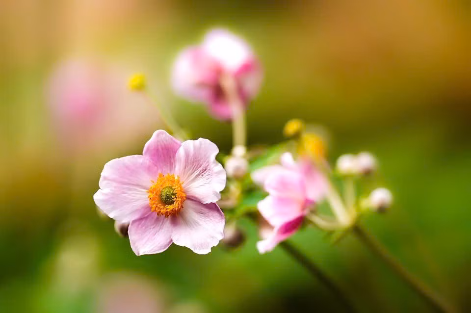 Ai sinh vao 5 ngay Am nay, loc tai vuong tien vao thang 10-Hinh-2