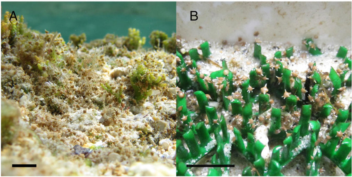 Theo Wilson, trùng lỗ có tế bào tảo quang hợp nhỏ gọi là tảo cát bên trong lớp vỏ. Tảo cát hấp thụ ánh sáng, sản sinh carbohydrate và oxy.