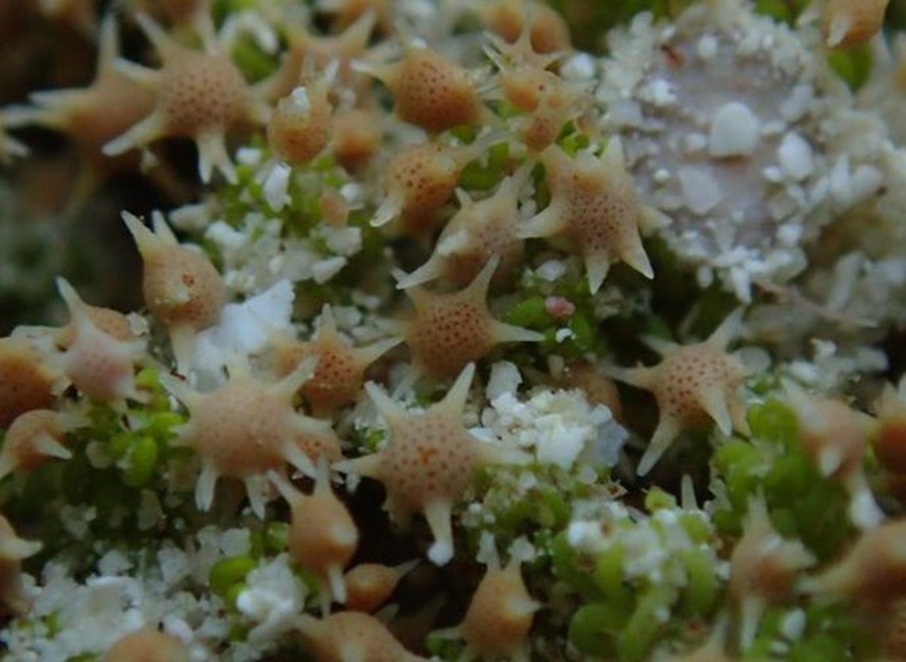 Cát sao có thể đóng vai trò bảo vệ các đảo, giúp thêm vật liệu vào bờ biển trên đảo. Ảnh: Quora