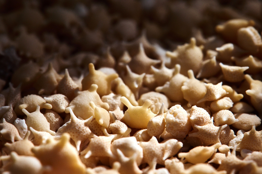 Tại Okinawa, một số đảo như Taketomi, Hatoma và Iriomote nổi tiếng với cát sao, nhưng rất khó tìm thấy trên những đảo khác. Ảnh: Nationalgeographic