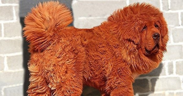 Chó ngao Tây Tạng nhập khẩu từ thị trường châu Âu có giá khoảng 200 triệu đồng. Đặc biệt, chó ngao nhập khẩu từ chính quê hương Tây Tạng của chúng có thể trị giá vài tỷ đồng, vì bộ gen thuần khiết và ngoại hình tuyệt đẹp.