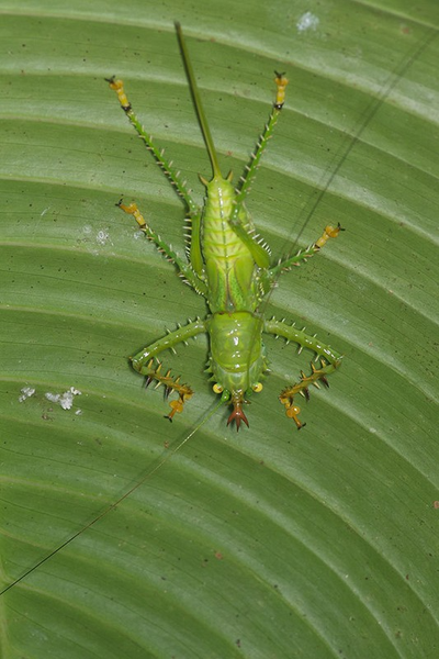 Châu chấu nhím có vô số chiếc gai tua tủa vô cùng sắc nhọn trên khắp cơ thể của chúng.