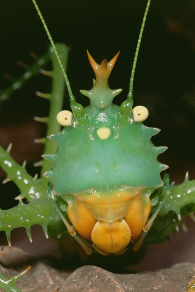 Châu chấu nhím có đầu lớn hơn đầu châu chấu và trên đỉnh đầu nhú lên những chiếc gai màu hơi đo đỏ giống hệt một chiếc mũ miện.