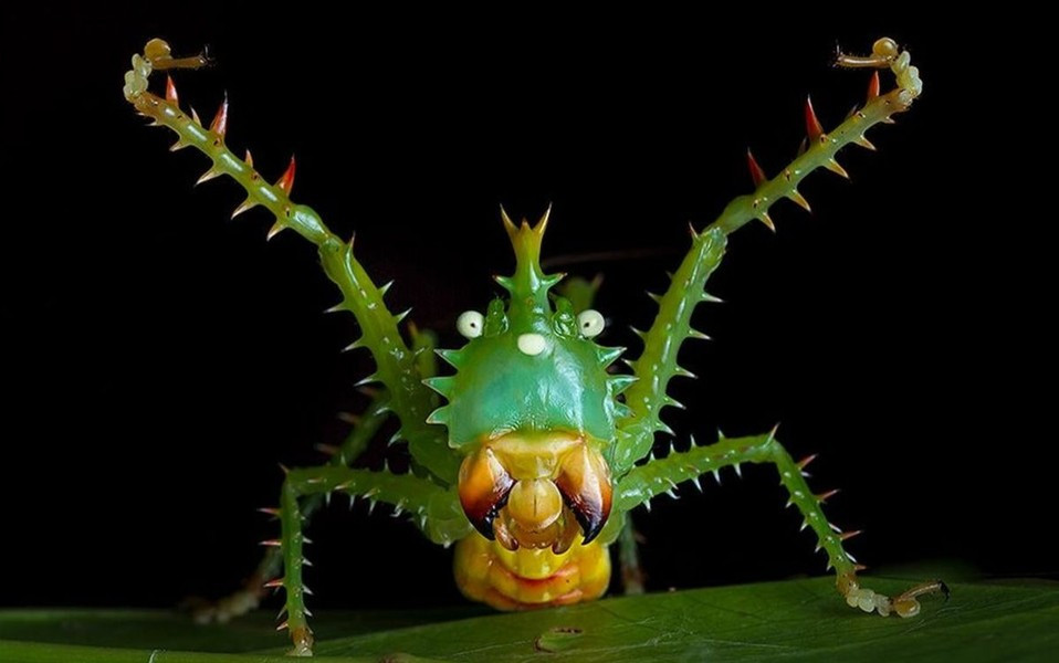 Trái với vẻ ngoài quái dị của nó, châu chấu nhím lại khá hiền lành.