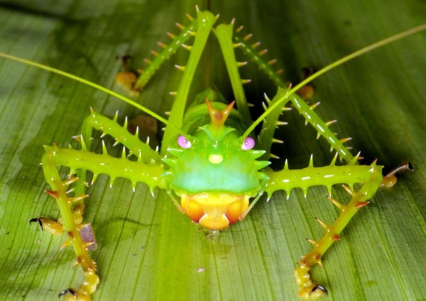 Những chiếc gai này đóng vai trò như một công cụ bảo vệ. Khi chạm vào một trong những cái gai ấy, nó sẽ dễ dàng xuyên qua da.