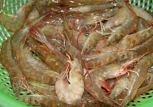 Tôm tươi.