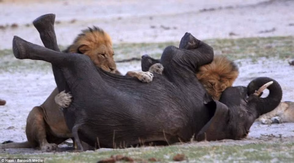 Cả đàn cùng nhau xé xác con voi.