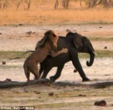 Kẻ săn mồi thực hiện cú nhảy bổ lên lưng con voi con châu Phi khiến nó sụp đổ xuống đất.