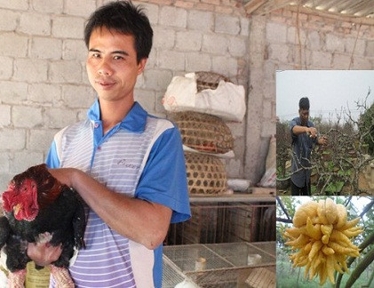 Nhiều người đang tìm mua gà Đông Tảo (ảnh lớn), đào Thất Thốn (ảnh nhỏ trên) và Phật thủ. Ảnh: nhóm pv