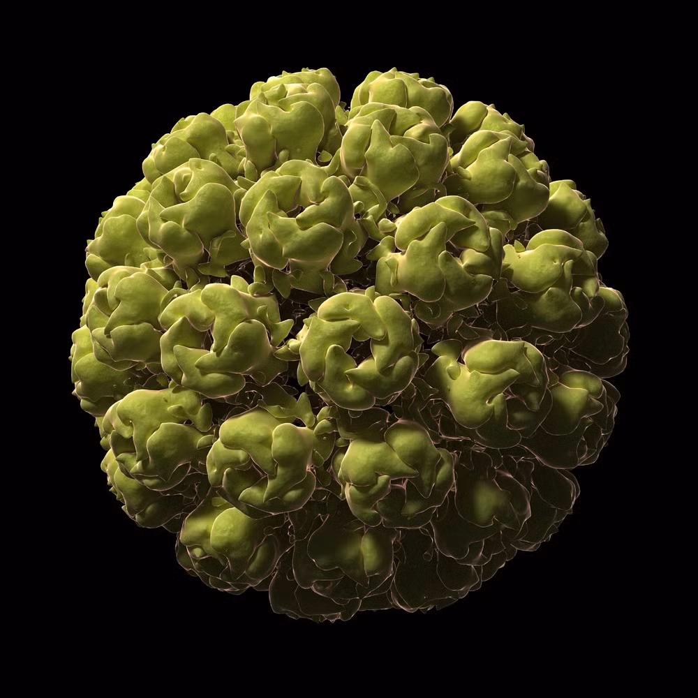 Virus khỉ (Simian Virus), một loại virus có khả năng giống như HIV có thể tấn công người nếu chúng ta tiếp tục ăn thịt động vật linh trưởng.