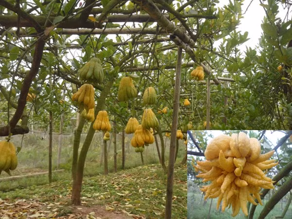 Một vườn Phật thủ (ảnh lớn), quả Phật thủ này có giá 2 triệu đồng (ảnh nhỏ).