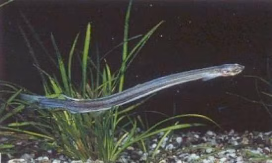 Cá tăm hay cá ma cà rồng có hình dạng như một con lươn và gần như trong suốt. Loài này có khả năng sống ký sinh trong cơ thể người, ăn mòn màng nhầy và các mô cho đến khi chủ nhân bị xuất huyết đến chết.