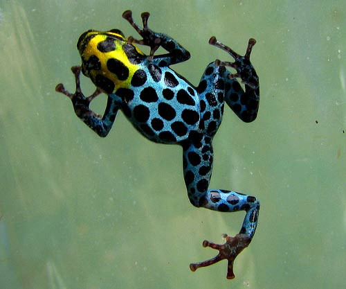 Ếch phi tiêu độc sở hữu bộ da vô cùng màu sắc. Loài này có thể khiến kẻ thù trúng độc ngay cả khi chỉ chạm vào da.
