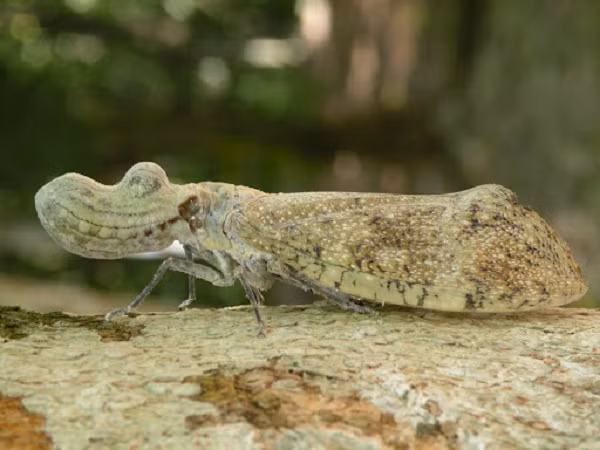 Rệp đầu lạc có lớp đầu sần có thể kéo dài khoảng 10 - 12cm, thực hiện nhiệm vụ đánh lừa kẻ thù và phóng một số loại chất độc để tự vệ khi cần thiết.