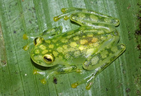Ếch thủy tinh có cơ thể gần như trong suốt khiến người ta có thể nhìn thấy toàn bộ cơ thể bên trong của chúng.
