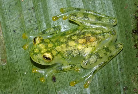 Ếch thủy tinh có cơ thể gần như trong suốt khiến người ta có thể nhìn thấy toàn bộ cơ thể bên trong của chúng.