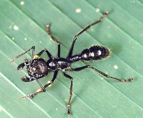 Kiến đạn có nọc độc được cho là đau đớn nhất trên thế giới, khiến người bị cắn có cảm giác như bị bắn viên đạn.