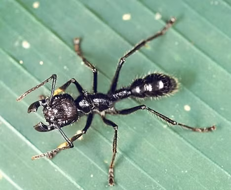 Kiến đạn có nọc độc được cho là đau đớn nhất trên thế giới, khiến người bị cắn có cảm giác như bị bắn viên đạn.