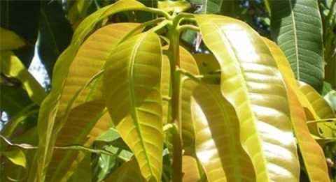 Lợi ích tuyệt vời cúa lá xoài có thể bạn không biết ảnh 1