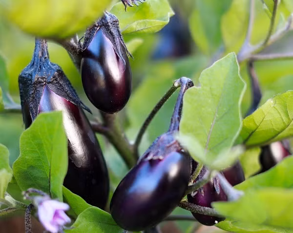 Loai thuc pham giup giam can mot cach than ky