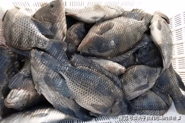 Loai ca binh dan o Viet Nam la nguyen lieu cao cap o nuoc ngoai-Hinh-3