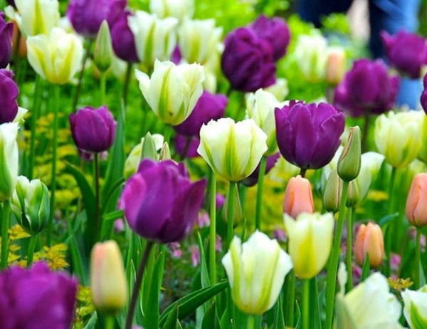 Tuần mới từ 18/7, 3 con giáp vận đỏ như son, kinh doanh đắc lộc - Hình 3 Tuan moi tu 18/7, 3 con giap van do nhu son, kinh doanh dac loc-Hinh-3