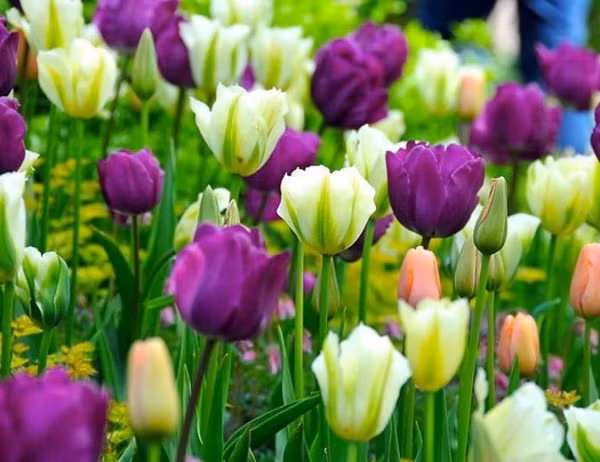 Tuan moi tu 18/7, 3 con giap van do nhu son, kinh doanh dac loc-Hinh-3