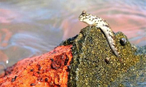 Loai dong vat mat 300 trieu nam 'treo' tu dai duong len dat lien-Hinh-4