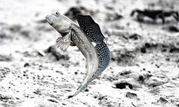 Loai dong vat mat 300 trieu nam 'treo' tu dai duong len dat lien-Hinh-3