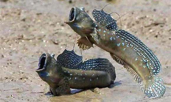 Loai dong vat mat 300 trieu nam 'treo' tu dai duong len dat lien