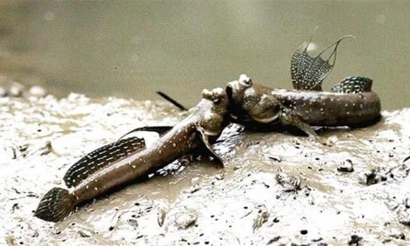 Loai dong vat mat 300 trieu nam 'treo' tu dai duong len dat lien-Hinh-2