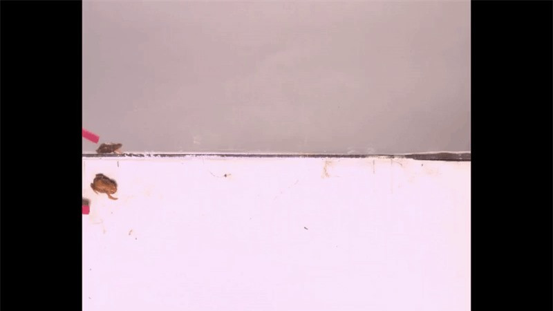 Loài ếch tội nghiệp nhất hành tinh: Nhỏ chỉ bằng cái móng tay ảnh 7