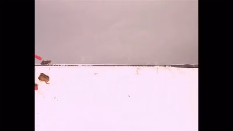 Loài ếch tội nghiệp nhất hành tinh: Nhỏ chỉ bằng cái móng tay ảnh 7 Loài ếch tội nghiệp nhất hành tinh: Nhỏ chỉ bằng cái móng tay ảnh 7