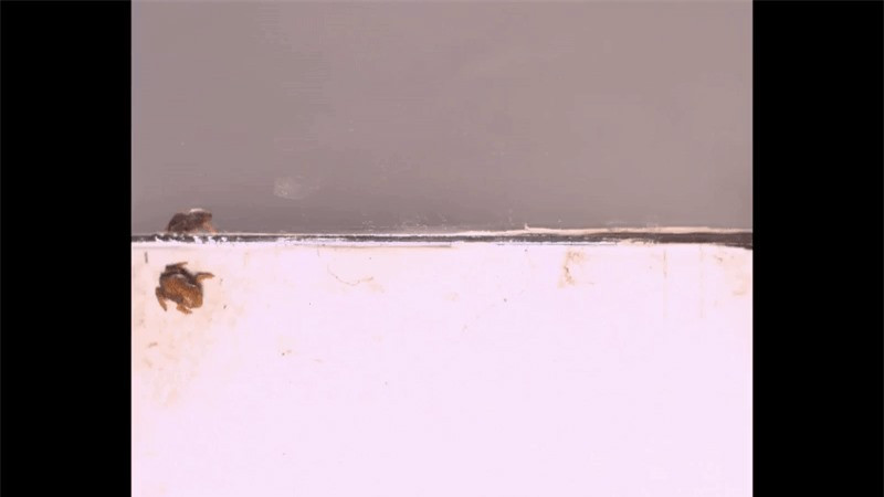 Loài ếch tội nghiệp nhất hành tinh: Nhỏ chỉ bằng cái móng tay ảnh 2