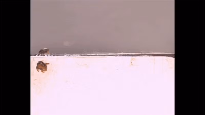 Loài ếch tội nghiệp nhất hành tinh: Nhỏ chỉ bằng cái móng tay ảnh 2 Loài ếch tội nghiệp nhất hành tinh: Nhỏ chỉ bằng cái móng tay ảnh 2