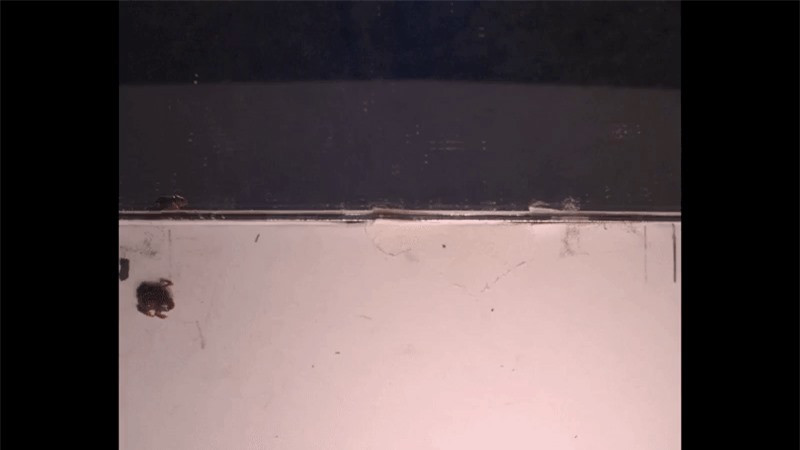 Loài ếch tội nghiệp nhất hành tinh: Nhỏ chỉ bằng cái móng tay ảnh 5