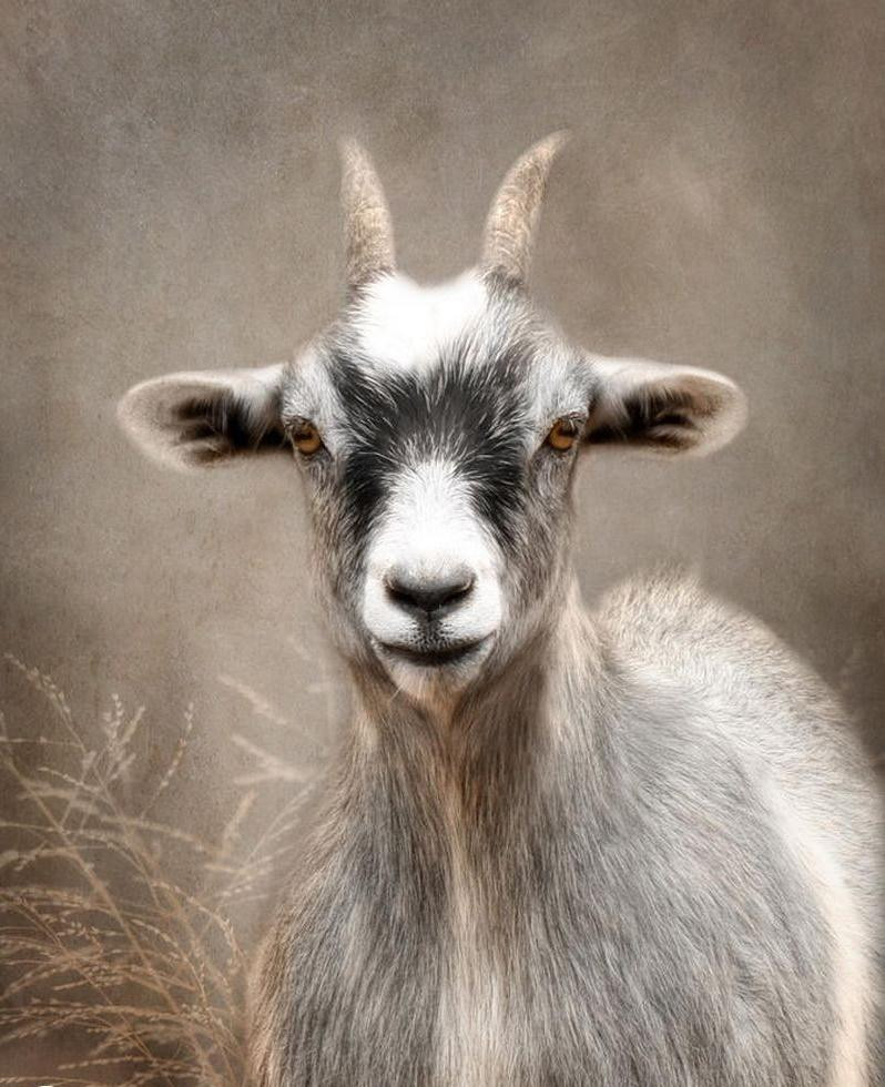 3 con giap thich hop ket hon, tien tai vien man nua cuoi nam 2022