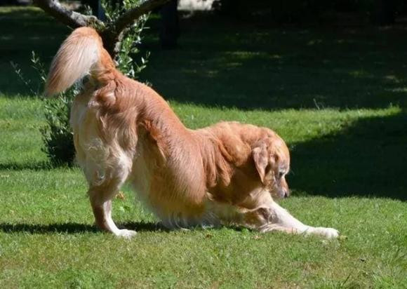 Cho thuong nam co chan truoc, chong mong len troi... dang the hien gi?-Hinh-4