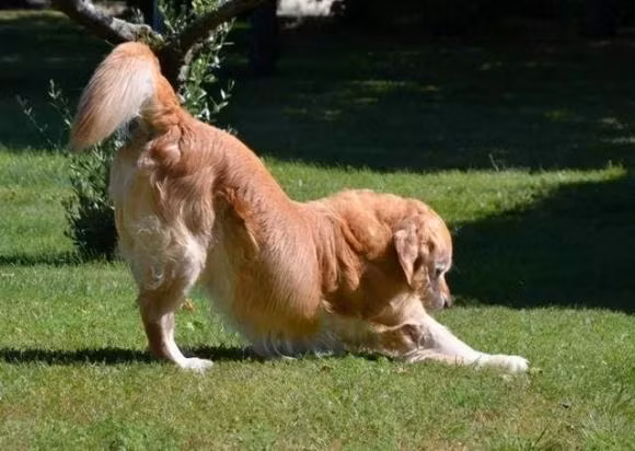 Cho thuong nam co chan truoc, chong mong len troi... dang the hien gi?-Hinh-4