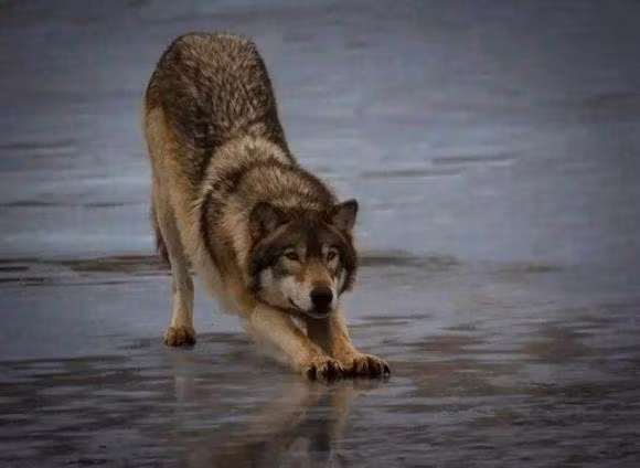 Cho thuong nam co chan truoc, chong mong len troi... dang the hien gi?