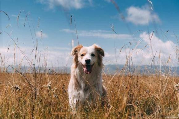 Cho thuong nam co chan truoc, chong mong len troi... dang the hien gi?-Hinh-5