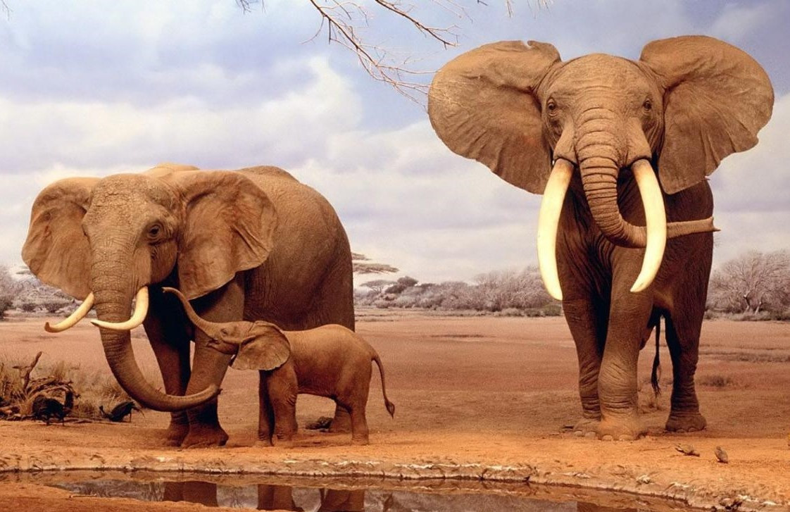 Voi rất kỹ tính khi chọn bạn đời. Thông thường, con đực và cái sẽ sống cùng một bầy. Đến thời kỳ động dục, voi cái sẽ tiết ra pheromone để báo hiệu cho các anh voi to khỏe, trai trẻ đến gần. Trong giai đoạn động dục, hai bên thái dương của voi đực sẽ liên tục tiết ra một chất dịch đen đặc, nước tiểu cũng rỉ ra. Voi cái sẽ theo đó mà lựa chọn. Ở loài voi, đôi khi cũng xảy ra trường hợp “tình yêu sét đánh”. Ảnh: Mezing.