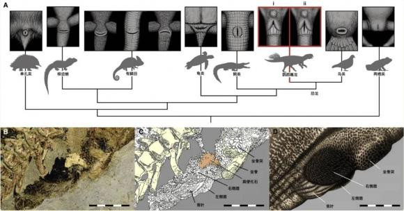 Co quan giao phoi cua khung long la gi?-Hinh-7